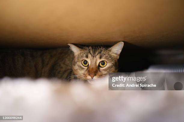 tabby cat hiding under a bed - cat hiding under bed stock pictures, royalty-free photos & images