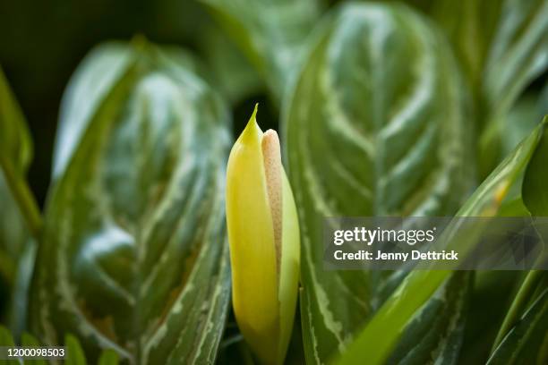 chinese evergreen - chinese evergreen stock pictures, royalty-free photos & images