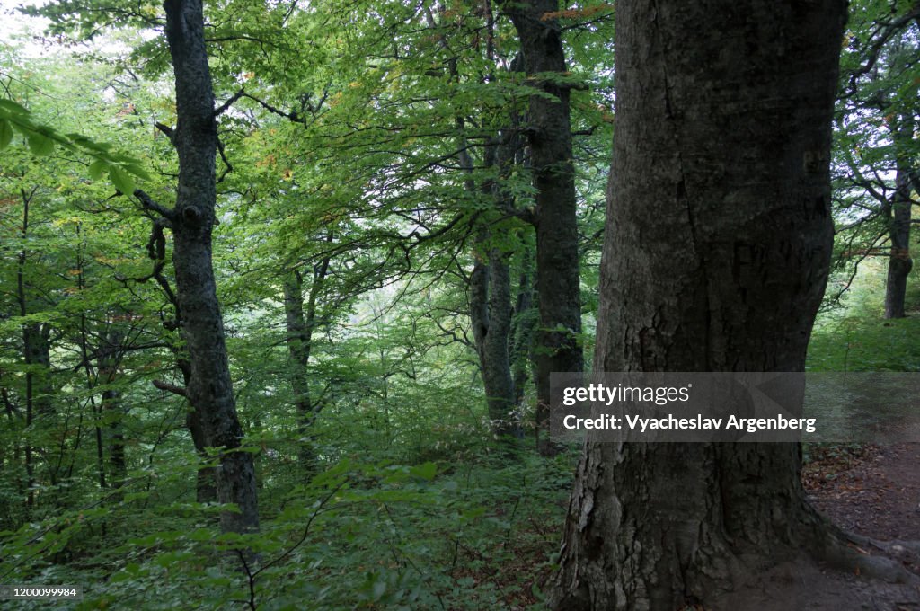 Forest in Haphalsky Nature Reserve, Crimea