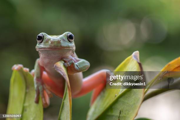 dumpy tree frog on a plant, indonesia - dumpy tree frog stock pictures, royalty-free photos & images