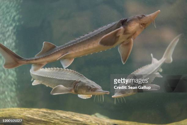 Young sturgeon swim in an aquarium at the Green Week agricultural trade fair on January 17, 2020 in Berlin, Germany. Green Week will be open to the...