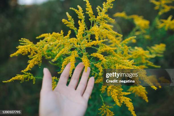 close-up of the hand of young woman holding goldenrod in the hand - goldenrod stockfoto's en -beelden