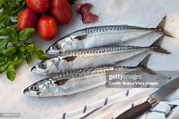 fresh mackereis - makreel stockfoto's en -beelden