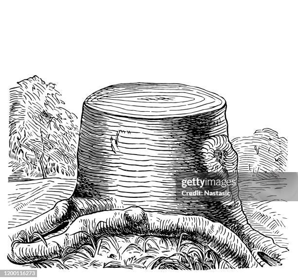 406点の切り株イラスト素材 Getty Images 406点の切り株イラスト素材 Getty Images