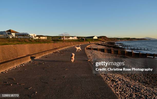 greeting from a friend - st bees stock pictures, royalty-free photos & images
