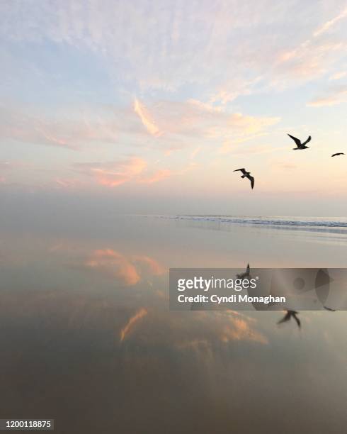 flock of seagulls at sunrise with reflections cast across the water - water bird fotografías e imágenes de stock