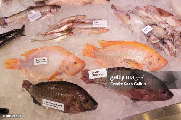 Different kinds of fish, including tilapia, lie in ice on display at the Green Week agricultural trade fair on January 17, 2020 in Berlin, Germany....