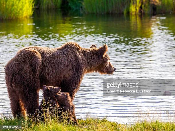 brown bear family by the riverbank - sow bear stockfoto's en -beelden