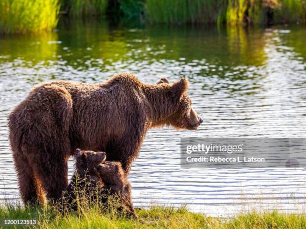 brown bear family by the riverbank - sow bear stock pictures, royalty-free photos & images