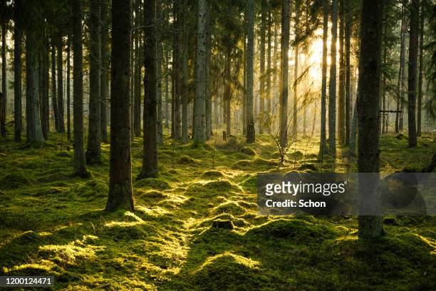 coniferous forest in evening light with fog in winter - light natural phenomenon stock pictures, royalty-free photos & images