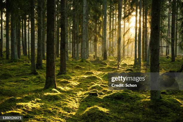 coniferous forest in evening light with fog in winter - floresta de boreal imagens e fotografias de stock