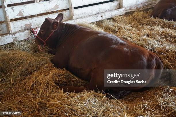 Retared Cows Resting Dairy Cow In A Barn Stall With Hay And Straw High-Res Stock ...
