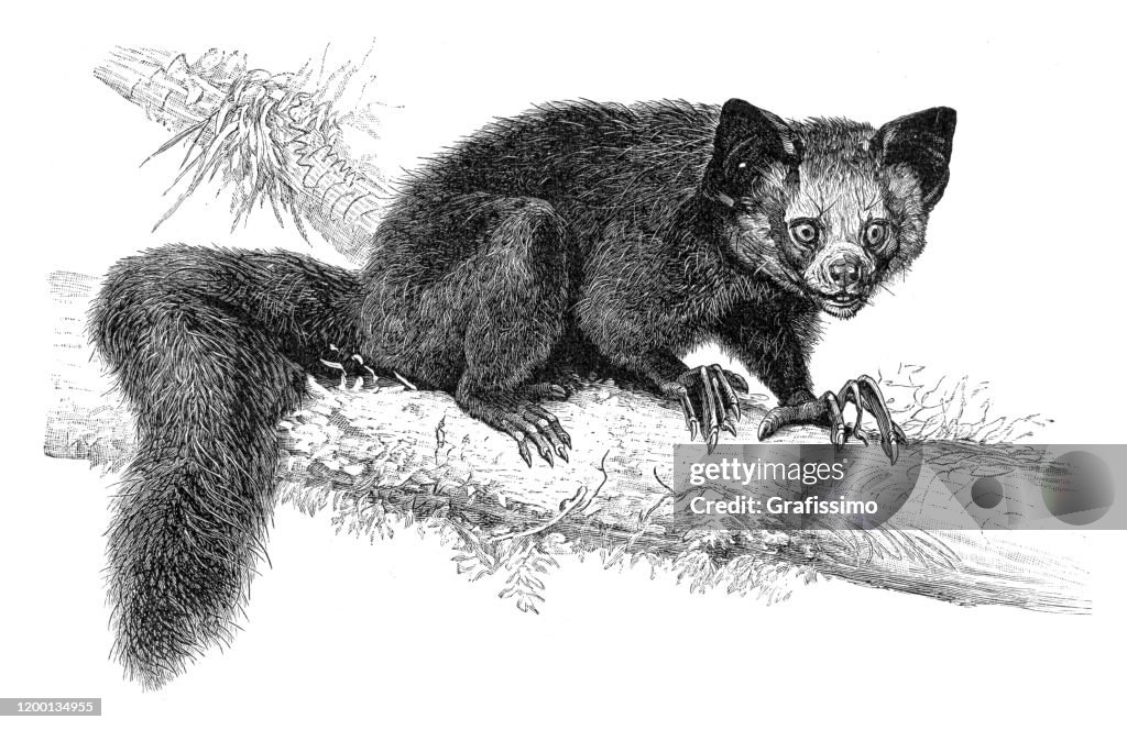 Aye-Aye ilustración de lémur de dedo largo
