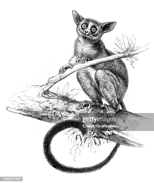 galago oder busch baby primate numer illustration - lemur stock-grafiken, -clipart, -cartoons und -symbole