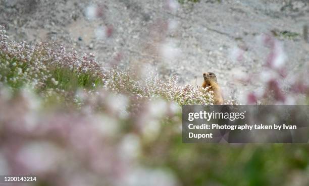 une marmotte passe la tête - alpenmurmeltier stock-fotos und bilder