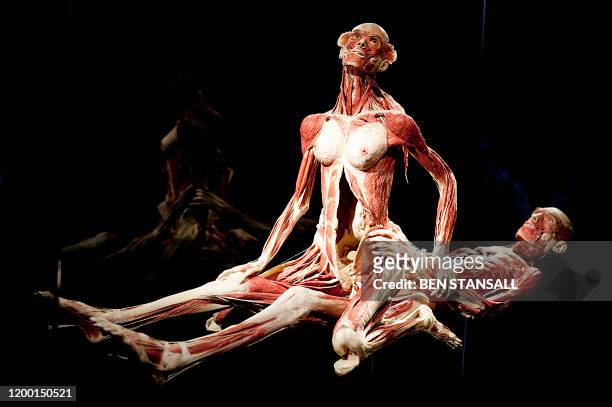 Sculpture by German "plastinator" Gunther von Hagens is pictured during a press conference as he unveils his new sex plastinates for his Body Worlds...