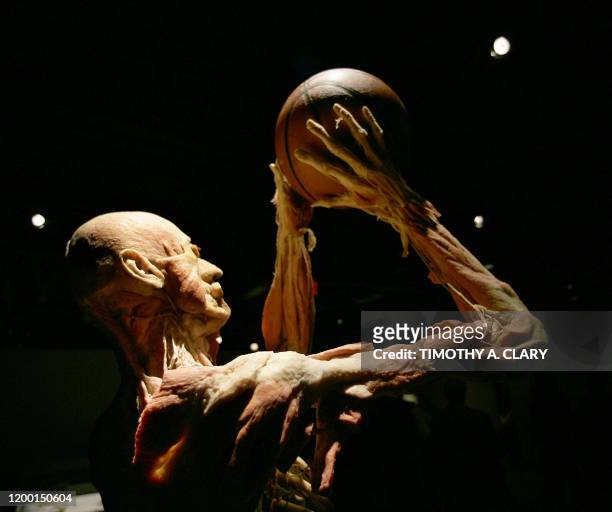Human body shooting a basketball is seen during an advance preview 16 November 2005 for "Bodies...The Exhibition" featuring real humans that will be...