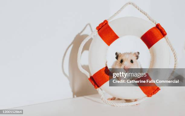 hamster in life ring - life vest stock pictures, royalty-free photos & images