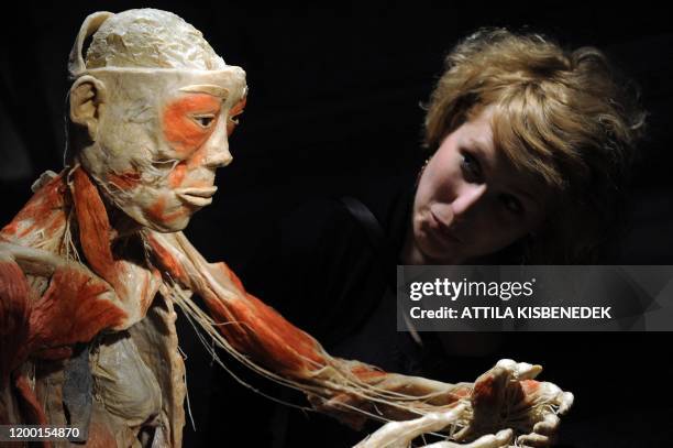 Visitor looks at a preserved human body in VAM Design Center of Budapest on April 2, 2012 during an exhibition of the 'Bodies2'. This unique exhibit...