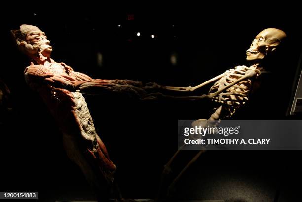 Human whose skeleton has been removed joins hands with the rest of his body during an advance preview 16 November 2005 for "Bodies...The Exhibition"...