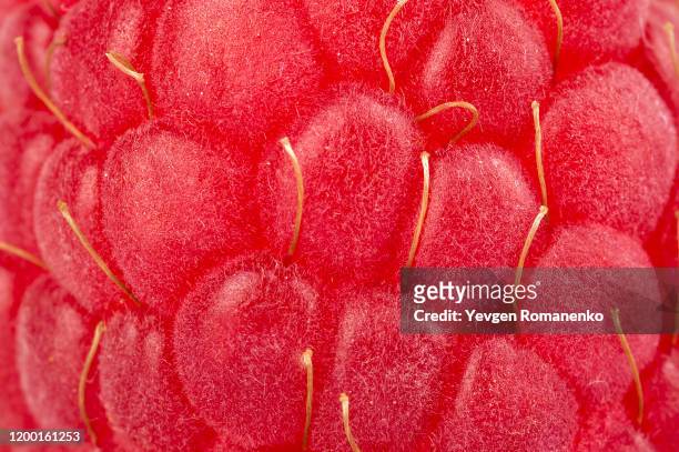 extreme closeup of ripe raspberry - fruta baya fotografías e imágenes de stock