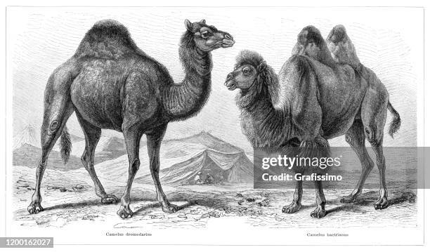 dromedary and bactrian camel illustration - the wild bactrian camel stock illustrations