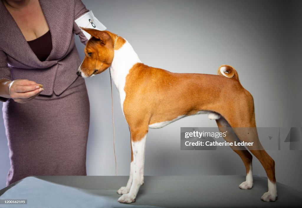 Basenji Show Dog with owner/trainer practicing his stance
