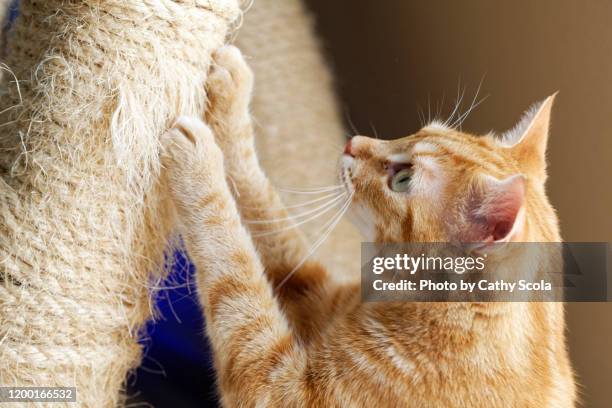 cat scratching post - picor fotografías e imágenes de stock