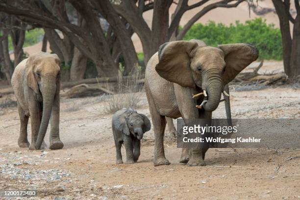 Group of African elephants with a baby are walking through the Huanib River Valley in northern Damaraland/Kaokoland, Namibia.