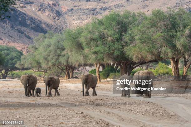 Group of African elephants with a baby are walking through the Huanib River Valley in northern Damaraland/Kaokoland, Namibia.