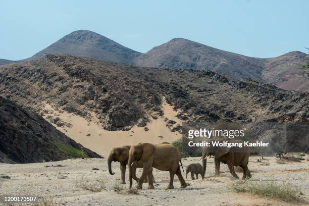 Group of African elephants with a baby is walking through the Huanib River Valley in northern Damaraland/Kaokoland, Namibia.