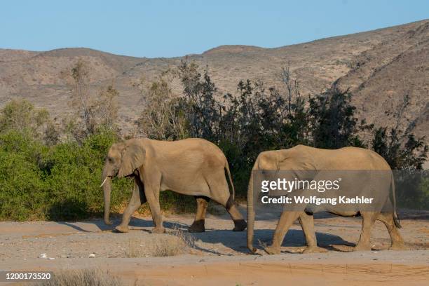 African elephants in the Huanib River Valley in northern Damaraland/Kaokoland, Namibia.