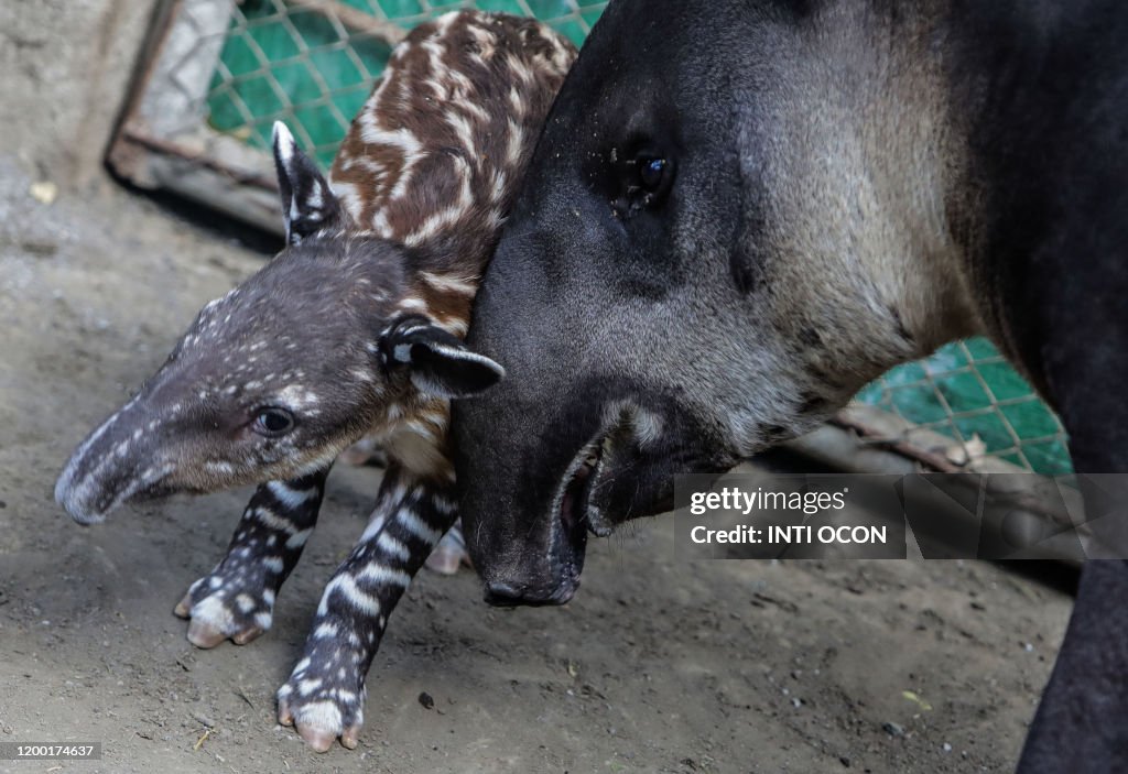 NICARAGUA-ZOO-TAPIR