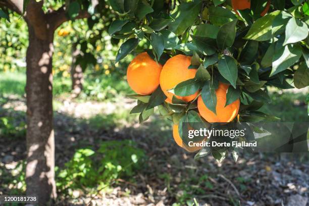 ripe oranges on a tree - citrus grove - fotografias e filmes do acervo