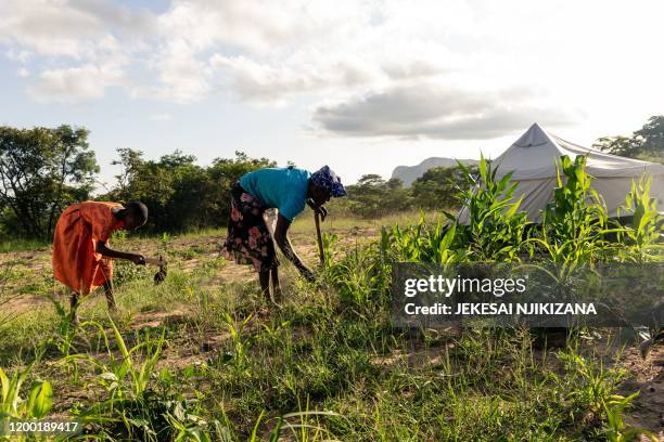 Cotilda Shupikai Ngwengwe helps her mother Gladys Chiremba with weeding her fields in Buhera on January 28, 2020. - Gladys Chiremba is among...