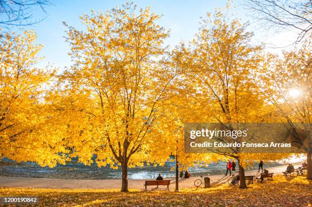 people enjoying a sunny day at the public park la fontaine in the plateau mont royal neighborhood in montréal during autumn season with the autumn leaves color - montréal stock pictures, royalty-free photos & images