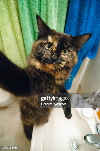 a cat hiding in the bathroom taking selfies. - hiding from selfie stockfoto's en -beelden