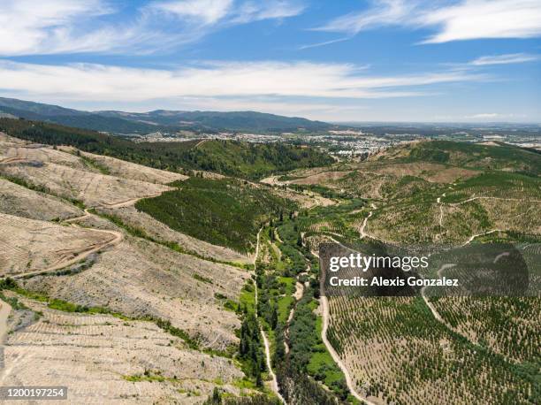 forest plantation in the hills of north araucania region - tree plantation stock pictures, royalty-free photos & images