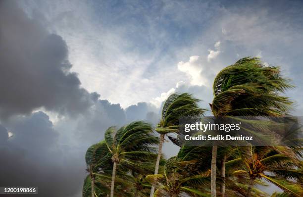 windy storm day and waving palm trees - tropensturm stock-fotos und bilder