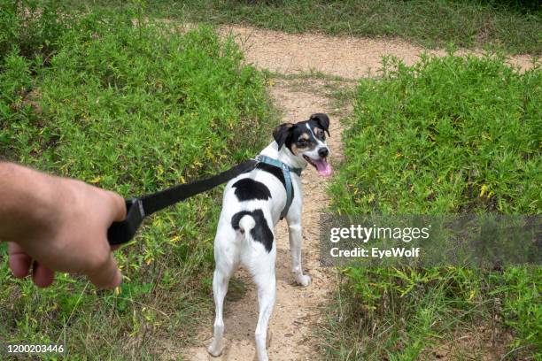 pov of a man walking his dog on a leash along a hiking trail in texas - pov walking stockfoto's en -beelden