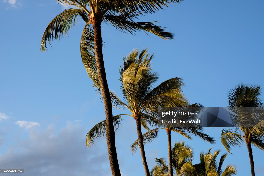 Palm trees blowing in the wind in Hawaii.