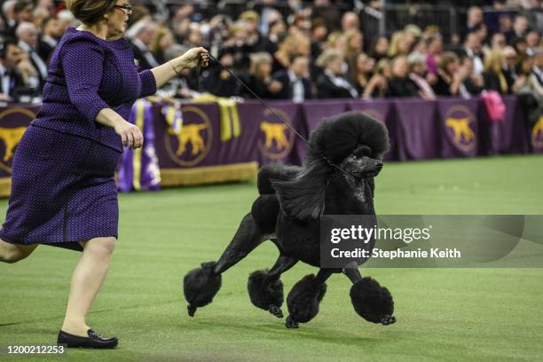 Standard Poodle named Siba wins Best in Show during the annual Westminster Kennel Club dog show on February 11, 2020 in New York City. The 144th...