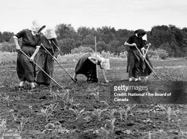 Five Hutterite women, wearing their traditional garments with headdress and shawl, are working in a field on their Hutterite colony in Northeast...