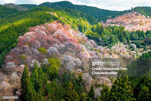 full bloom cherry blossom (sakura) at mount yoshino, nara prefecture, japan, asia - cherry blossom japan stock pictures, royalty-free photos & images