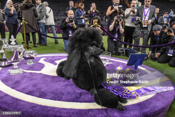 Standard Poodle named Siba sits in the winners circle after winning Best in Show during the annual Westminster Kennel Club dog show on February 11,...