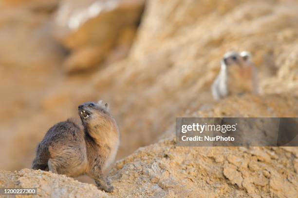 Rock rabbit , a medium-sized terrestrial mammal native to Africa and the Middle East, seen along the green trail to the Southern Wadi Shani, Wadi...