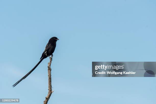 Magpie shrike , also known as the African long-tailed shrike, perched on a stick in the Manyeleti Reserve in the Kruger Private Reserves area in the...