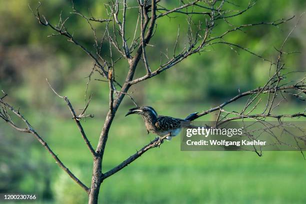 An African gray hornbill is perched in a tree in the Gomoti Plains area, a community run concession, on the edge of the Gomoti river system southeast...
