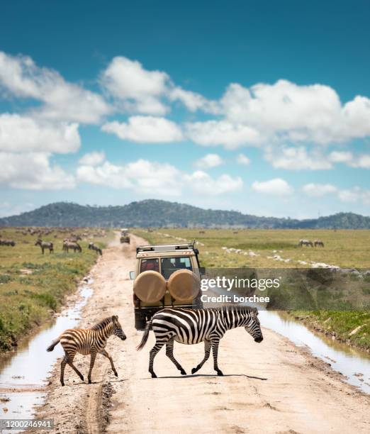 crossing the road - tourist africa stock-fotos und bilder
