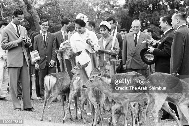 King Bhumibol and Queen Sirikit of Thailand visit the Nara Park on May 31, 1963 in Nara, Japan.